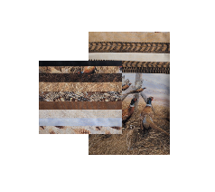 Pheasant Grove - Naturescapes by Rosemary Millette for Northcott Fabric FAT QUARTER Bundle